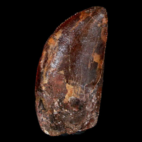 1.3" Carcharodontosaurus Fossil Tooth Cretaceous Dinosaur Morocco COA, Display - Fossil Age Minerals