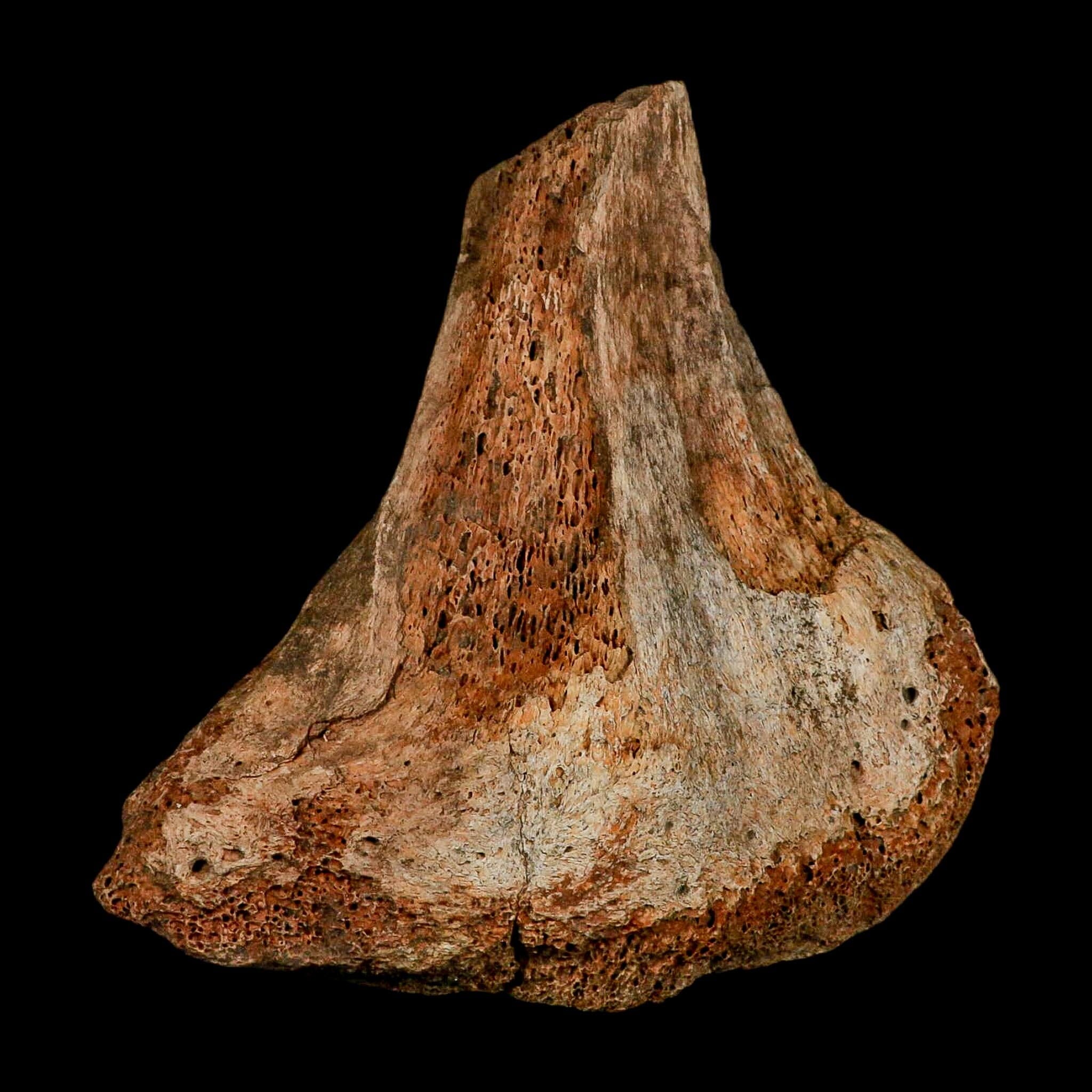 5.7" Columbian Mammoth Mammuthus Columbi Fossil Vertebrae Section Pleistocene Age TX - Fossil Age Minerals