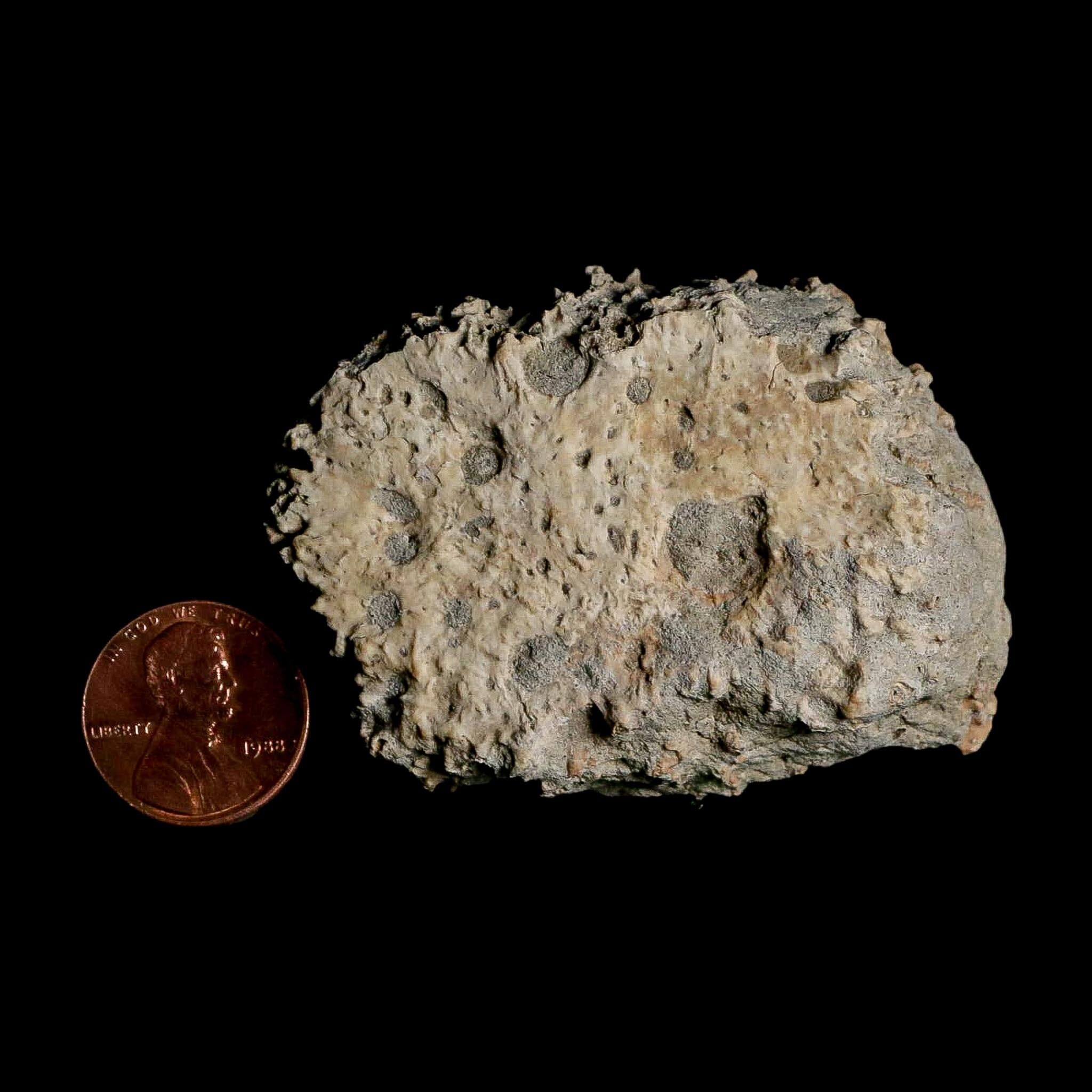 2.4" Glyptodon Fossil Osteoderm Scute Plate Bony Armor Pleistocene Uruguay COA - Fossil Age Minerals