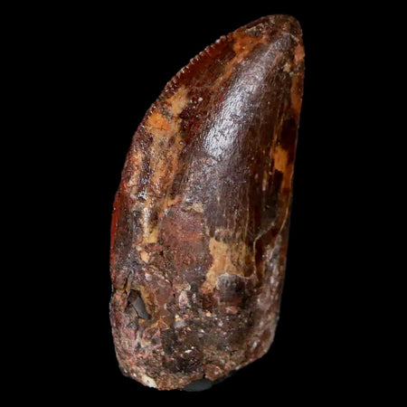 1.3" Carcharodontosaurus Fossil Tooth Cretaceous Dinosaur Morocco COA, Display