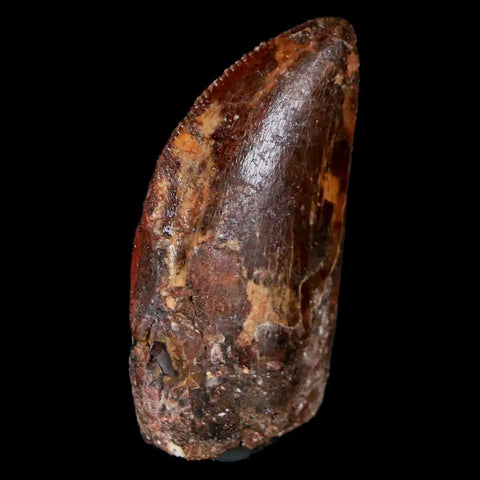 1.3" Carcharodontosaurus Fossil Tooth Cretaceous Dinosaur Morocco COA, Display - Fossil Age Minerals
