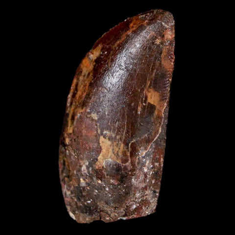 1.3" Carcharodontosaurus Fossil Tooth Cretaceous Dinosaur Morocco COA, Display - Fossil Age Minerals