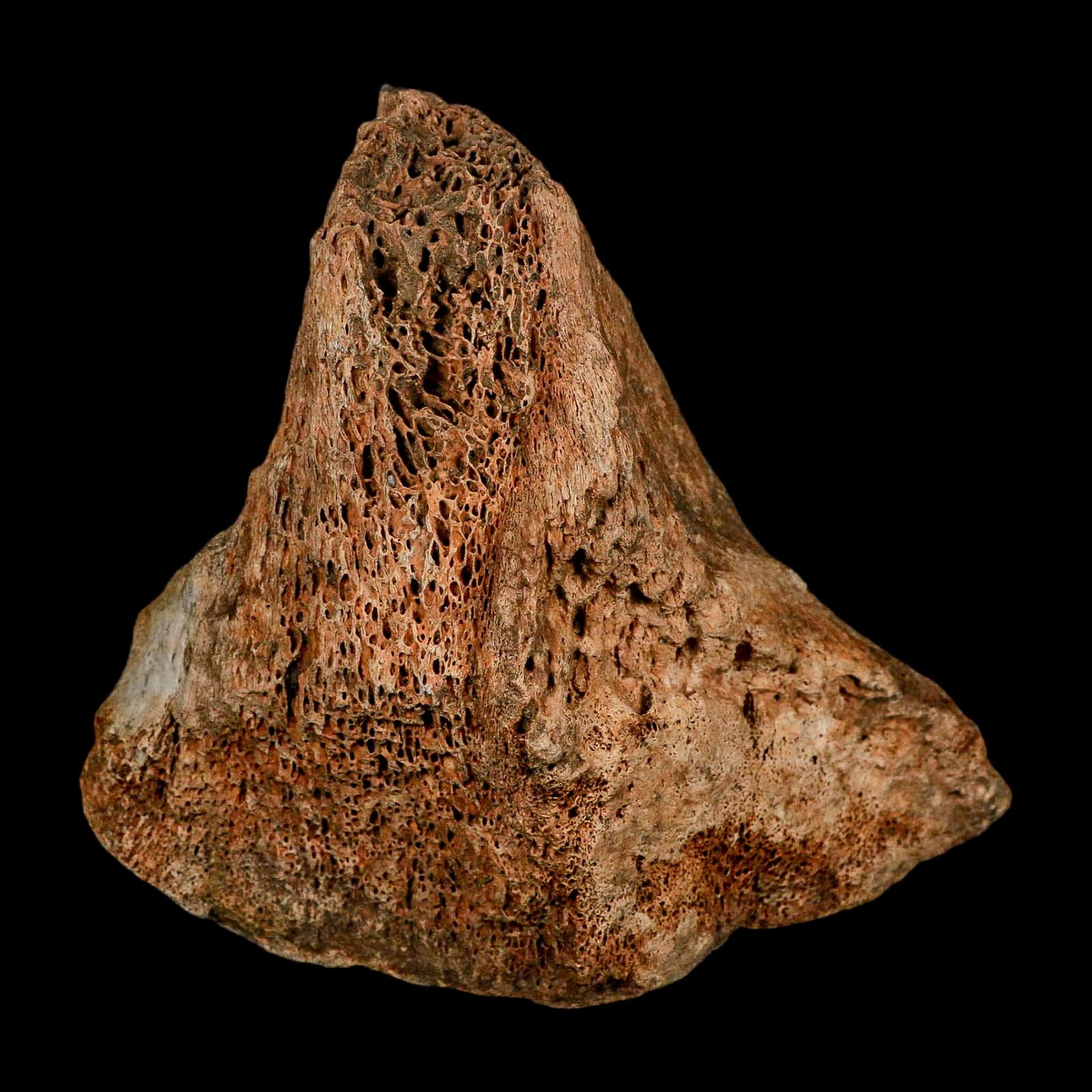 5.7" Columbian Mammoth Mammuthus Columbi Fossil Vertebrae Section Pleistocene Age TX - Fossil Age Minerals