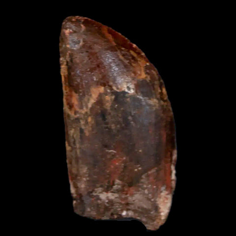 1.3" Carcharodontosaurus Fossil Tooth Cretaceous Dinosaur Morocco COA, Display - Fossil Age Minerals