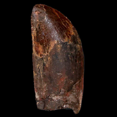 1.3" Carcharodontosaurus Fossil Tooth Cretaceous Dinosaur Morocco COA, Display - Fossil Age Minerals