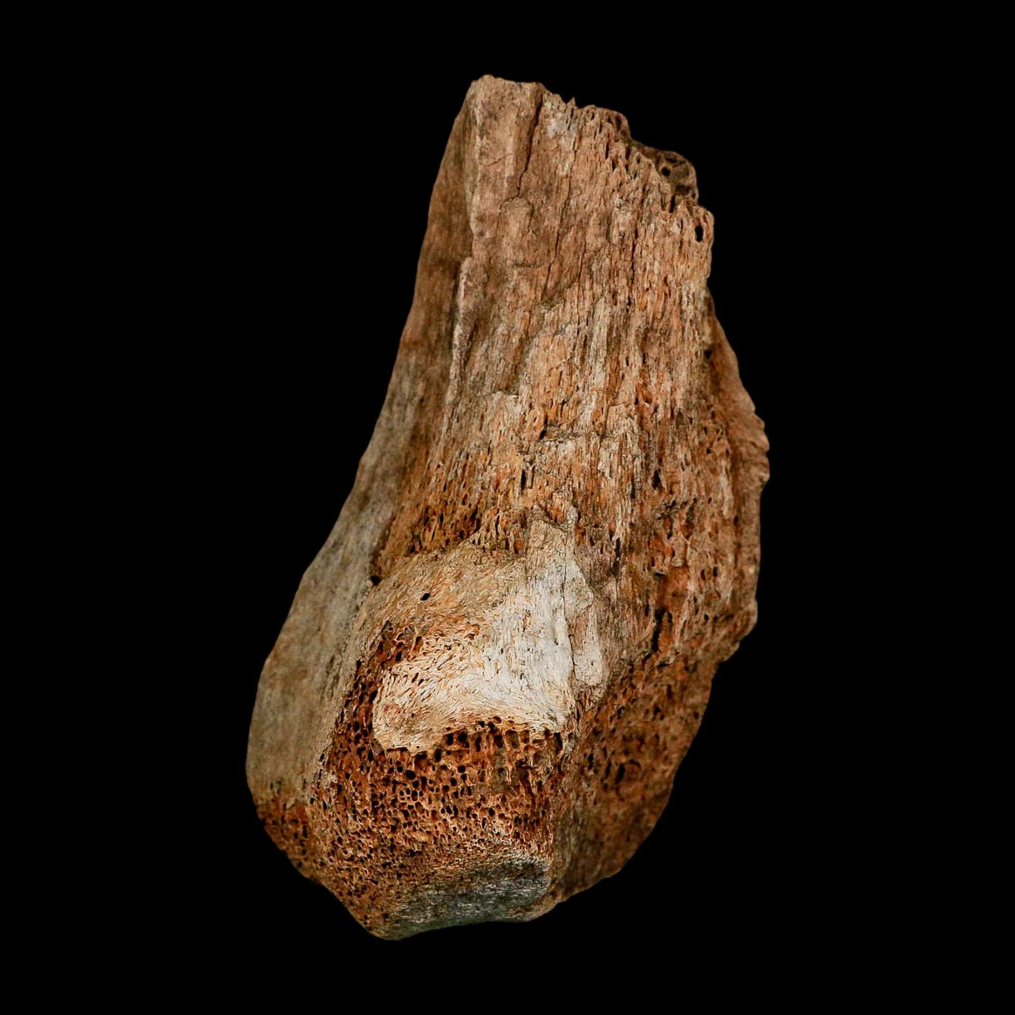 5.7" Columbian Mammoth Mammuthus Columbi Fossil Vertebrae Section Pleistocene Age TX - Fossil Age Minerals