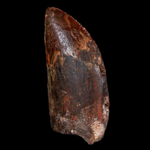 1.3" Carcharodontosaurus Fossil Tooth Cretaceous Dinosaur Morocco COA, Display - Fossil Age Minerals