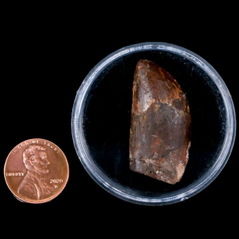 1.3" Carcharodontosaurus Fossil Tooth Cretaceous Dinosaur Morocco COA, Display - Fossil Age Minerals