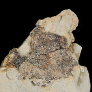 2.2" Hadrosaur Dinosaur Fossil Egg Shells In Matrix Judith River FM Cretaceous MT COA