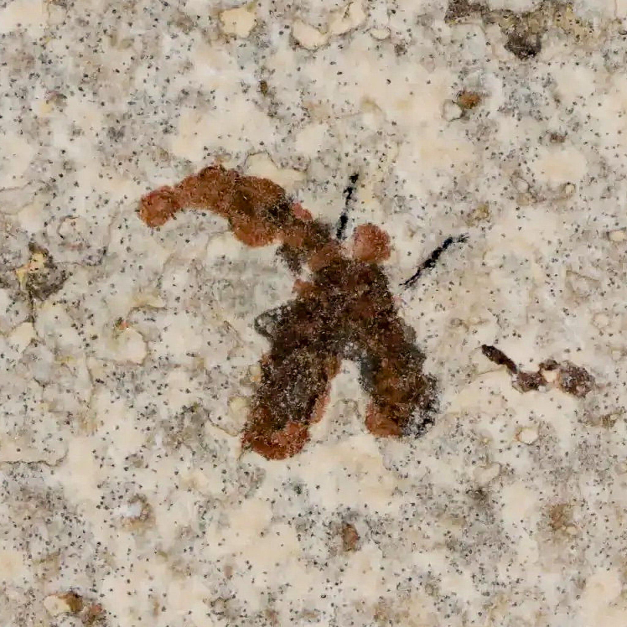 0.5" Detailed Fossil March Fly Insect Green River FM Uintah County UT Eocene Age - Fossil Age Minerals