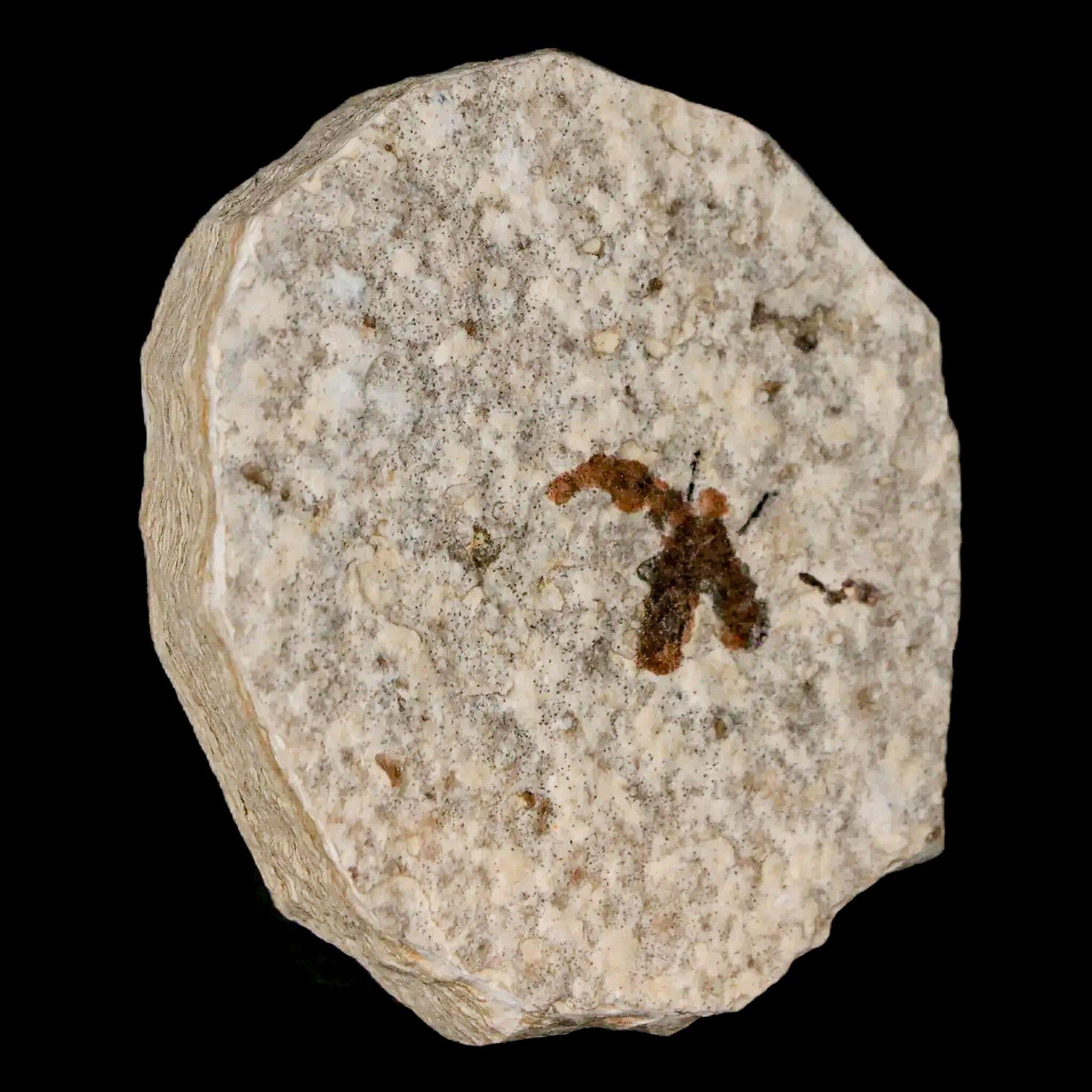 0.5" Detailed Fossil March Fly Insect Green River FM Uintah County UT Eocene Age - Fossil Age Minerals