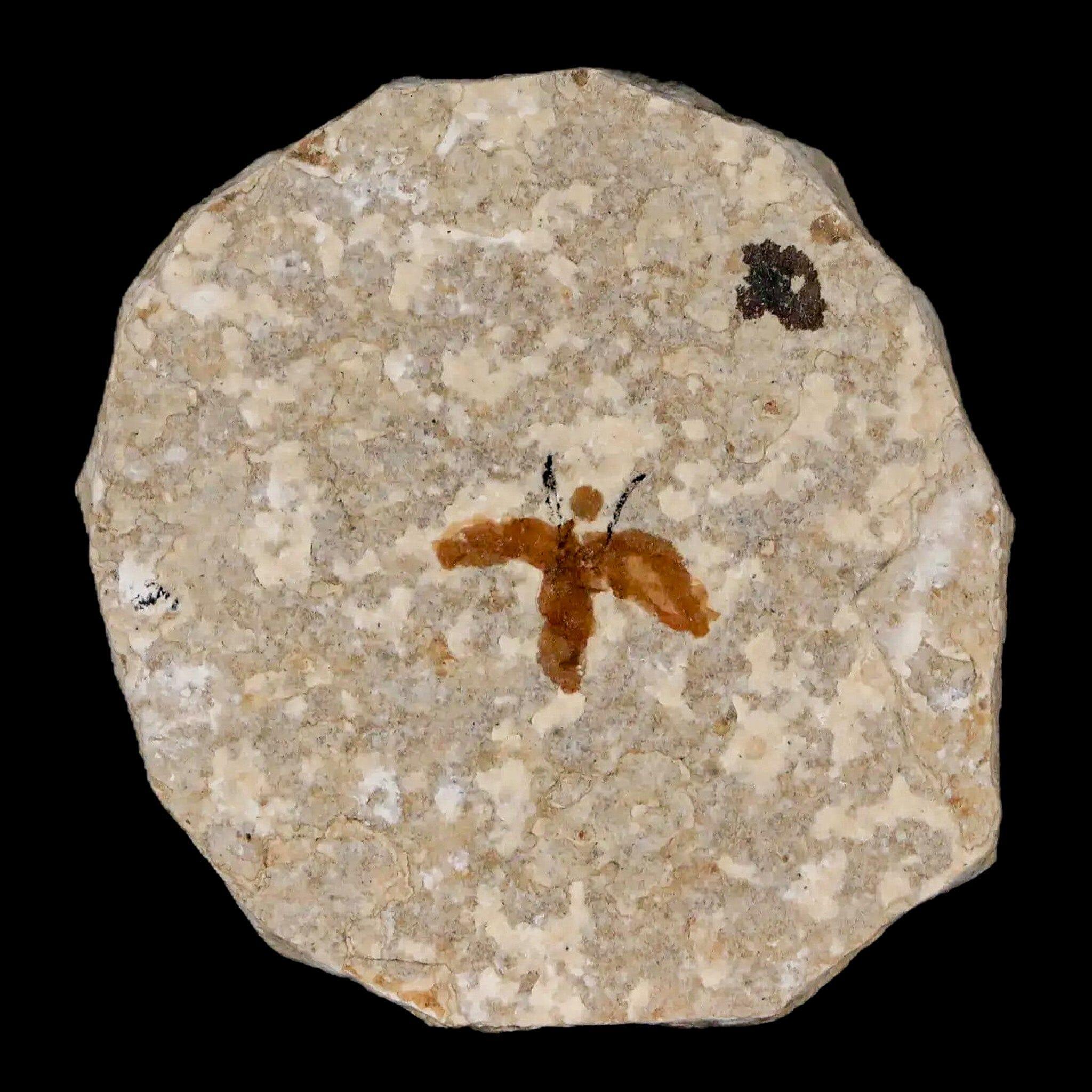 0.6" Detailed Fossil March Fly Insect Green River FM Uintah County UT Eocene Age - Fossil Age Minerals