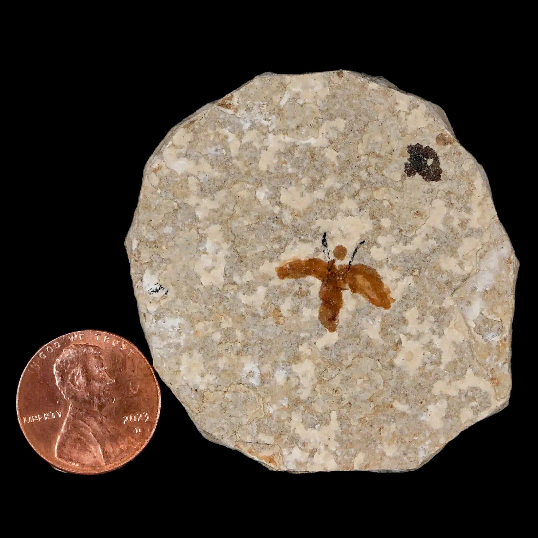 0.6" Detailed Fossil March Fly Insect Green River FM Uintah County UT Eocene Age - Fossil Age Minerals