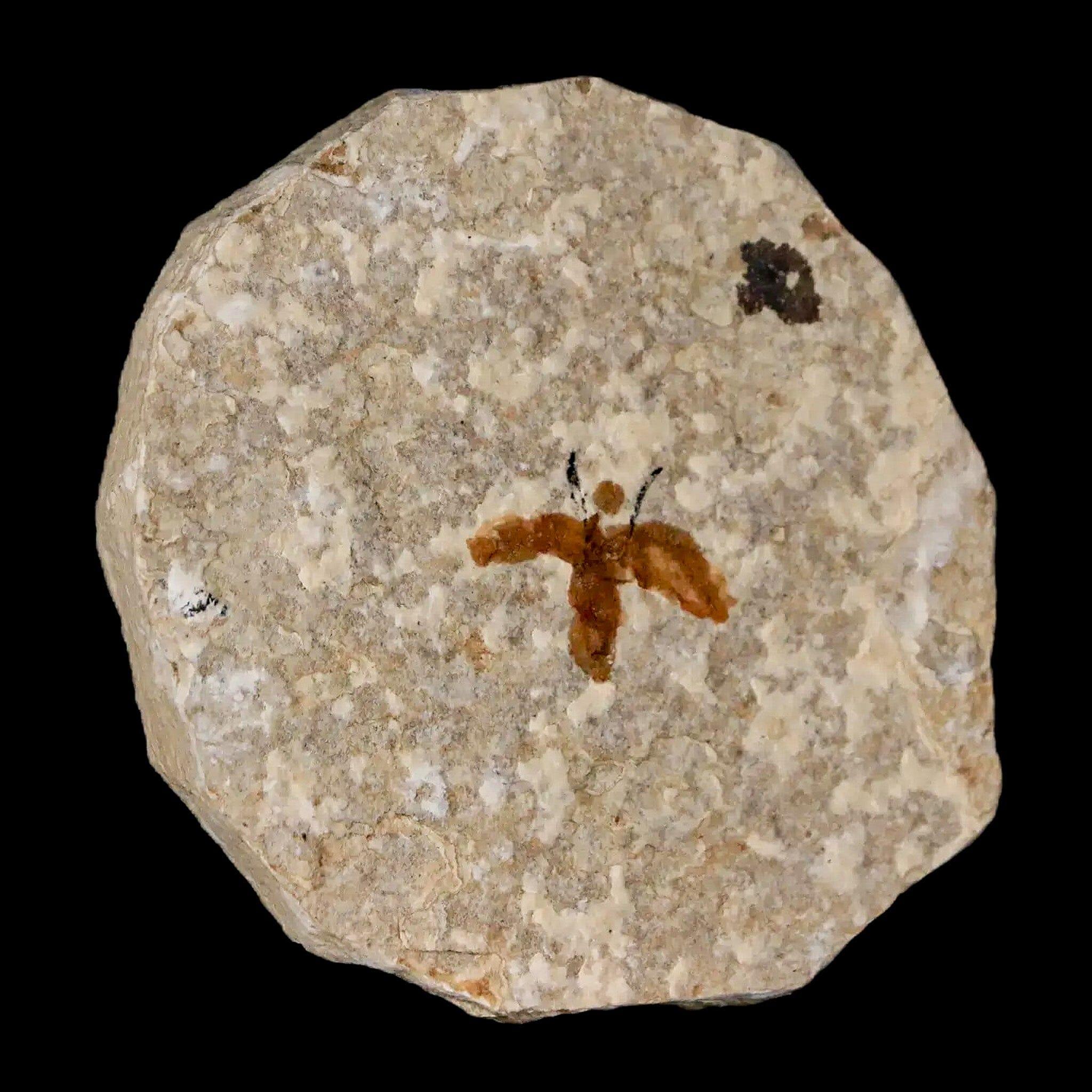 0.6" Detailed Fossil March Fly Insect Green River FM Uintah County UT Eocene Age - Fossil Age Minerals