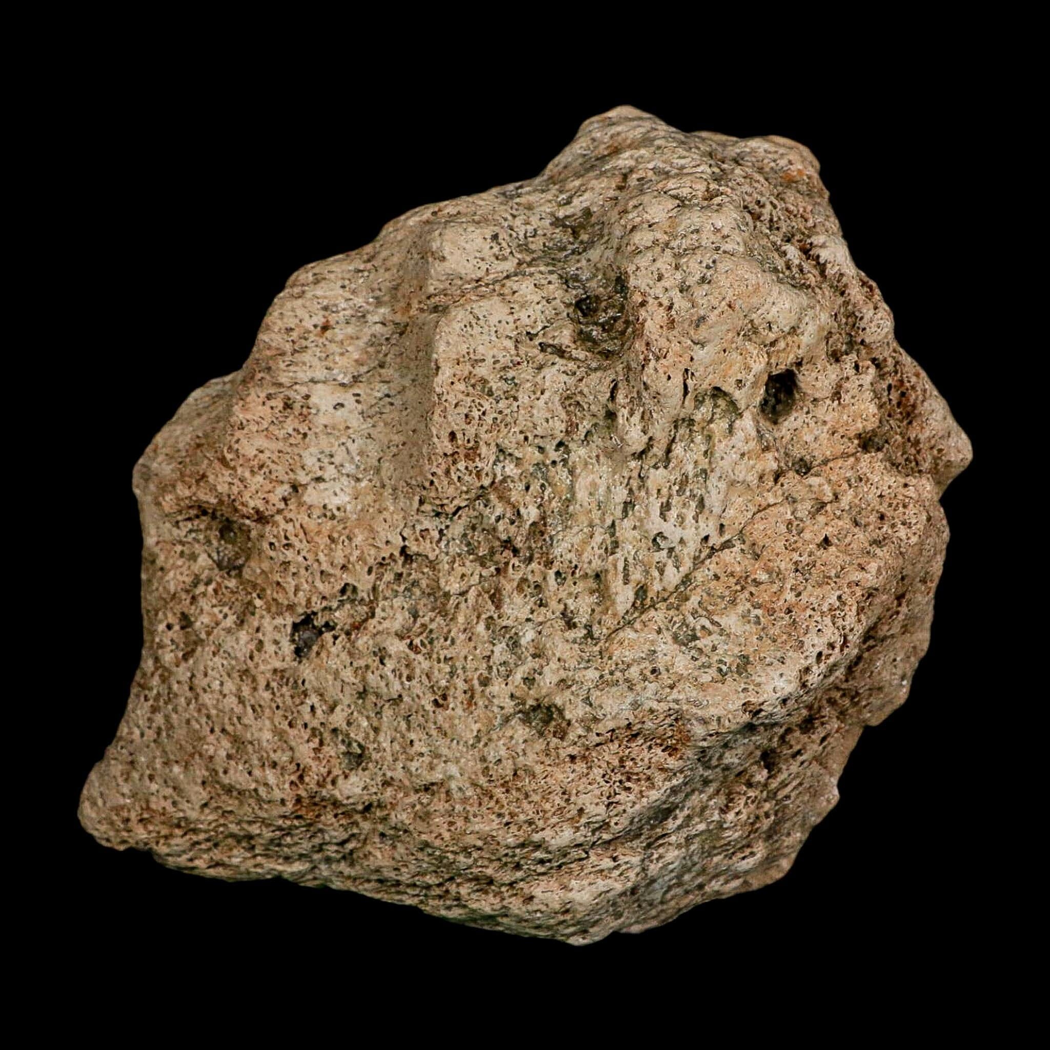 5.7" Columbian Mammoth Mammuthus Columbi Fossil Jaw Section Pleistocene Age TX - Fossil Age Minerals