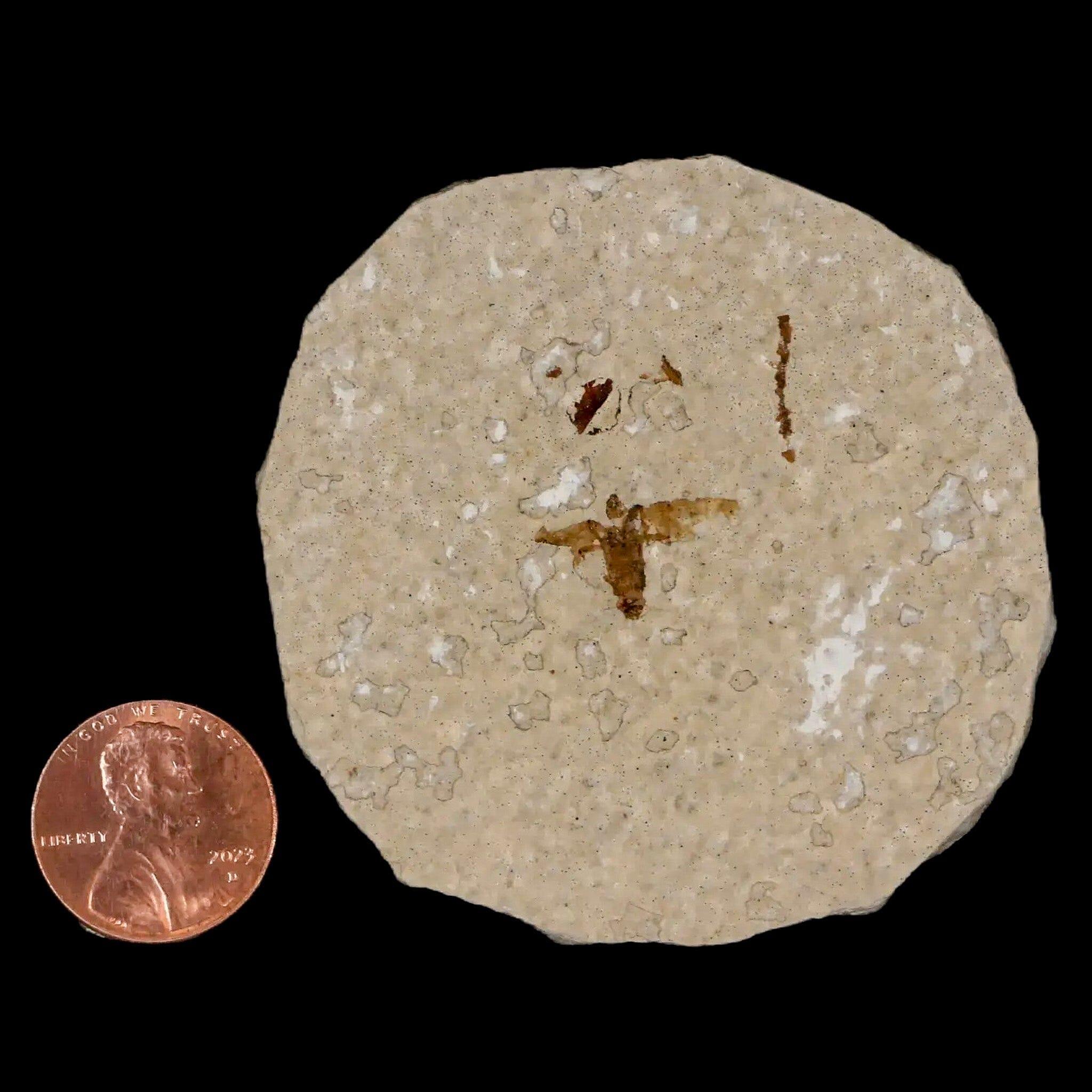0.5" Detailed Fossil March Fly Insect Green River FM Uintah County UT Eocene Age - Fossil Age Minerals