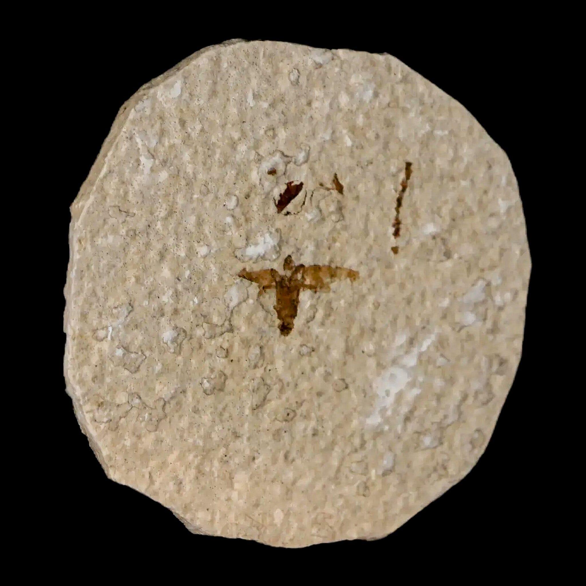 0.5" Detailed Fossil March Fly Insect Green River FM Uintah County UT Eocene Age - Fossil Age Minerals