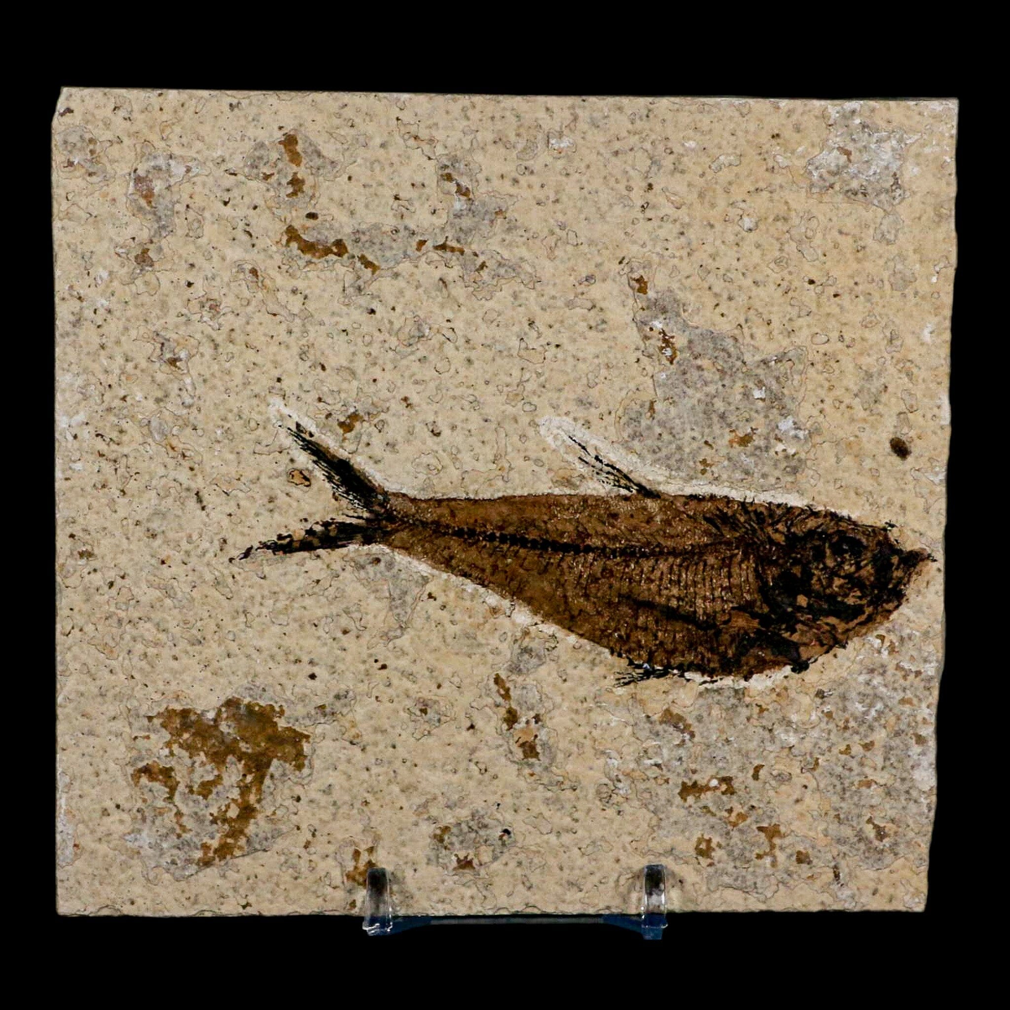 3.8" Diplomystus Dentatus Fossil Fish Green River FM WY Eocene Age COA, Stand - Fossil Age Minerals
