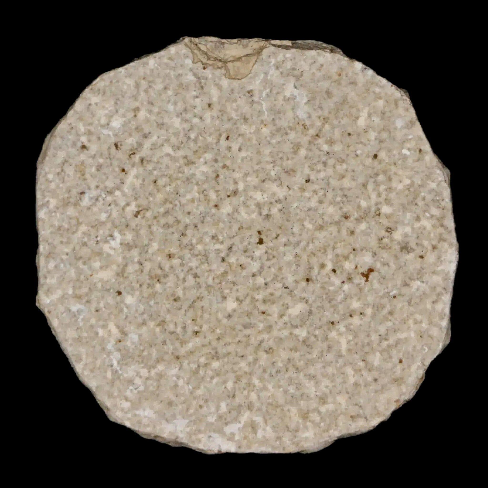 0.5" Detailed Fossil March Fly Insect Green River FM Uintah County UT Eocene Age - Fossil Age Minerals