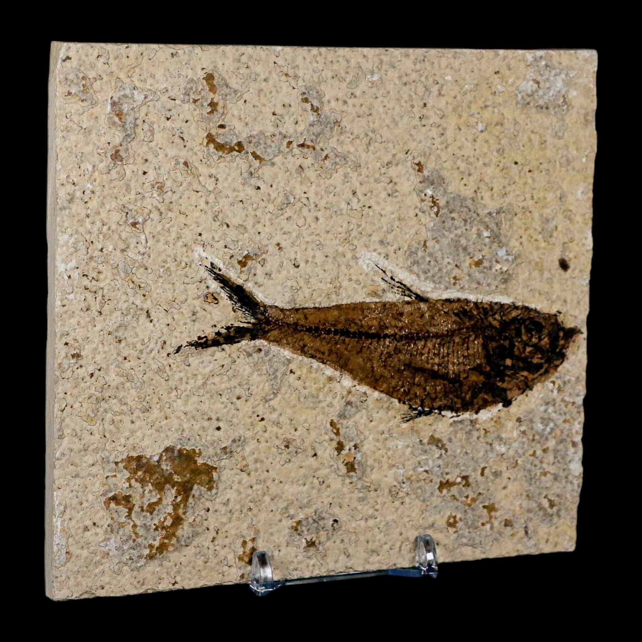 3.8" Diplomystus Dentatus Fossil Fish Green River FM WY Eocene Age COA, Stand - Fossil Age Minerals