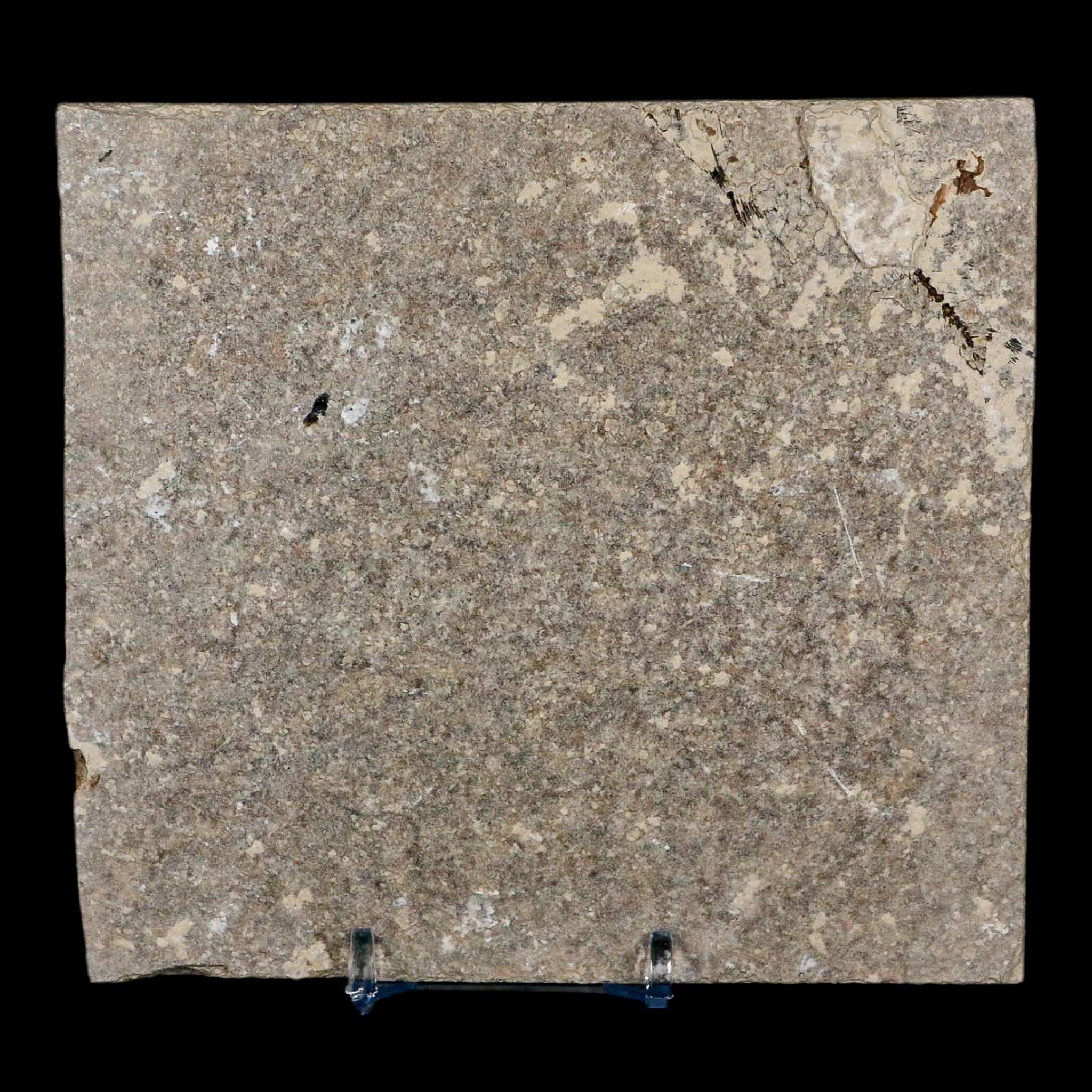 3.8" Diplomystus Dentatus Fossil Fish Green River FM WY Eocene Age COA, Stand - Fossil Age Minerals