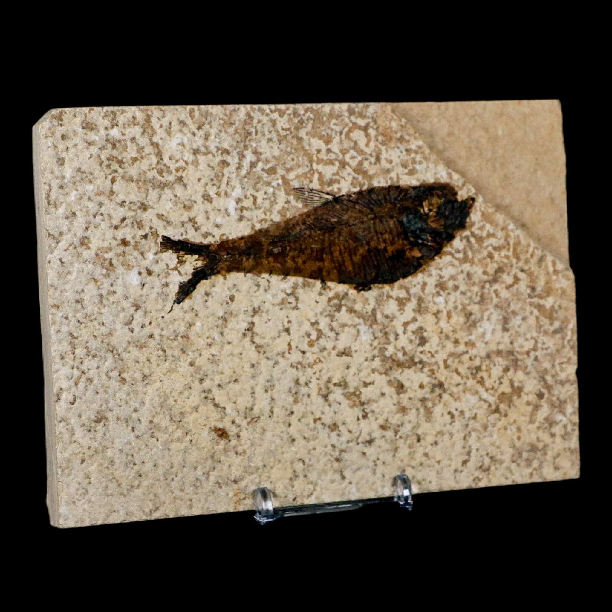 3.5" Diplomystus Dentatus Fossil Fish Green River FM WY Eocene Age COA, Stand - Fossil Age Minerals