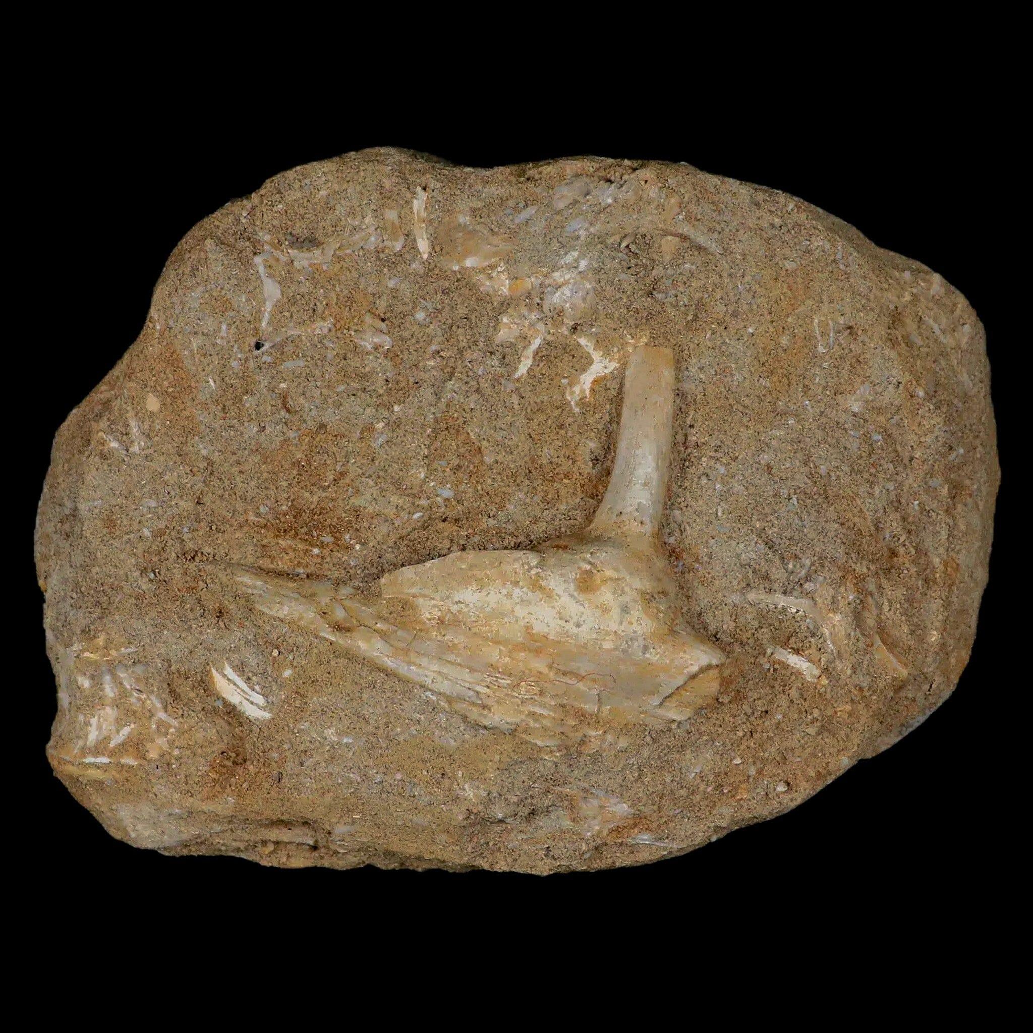 2.6" Saber Toothed Herring Fossil Fang Tooth Enchodus Libycus Cretaceous Age - Fossil Age Minerals
