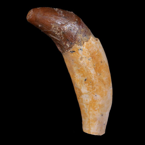 2" Basilosaurus Tooth 40-34 Million Year Old Late Eocene COA - Fossil Age Minerals