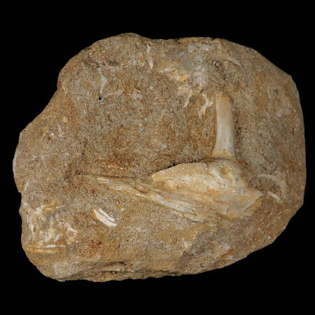 2.6" Saber Toothed Herring Fossil Fang Tooth Enchodus Libycus Cretaceous Age