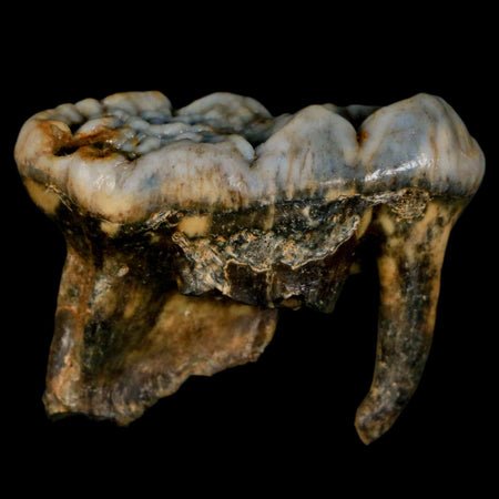 1.8" Extinct Cave Bear Ursus Spelaeus Molar Tooth Rooted Pleistocene Age COA