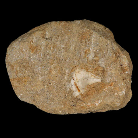 2.6" Saber Toothed Herring Fossil Fang Tooth Enchodus Libycus Cretaceous Age - Fossil Age Minerals