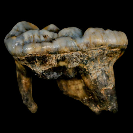 1.8" Extinct Cave Bear Ursus Spelaeus Molar Tooth Rooted Pleistocene Age COA