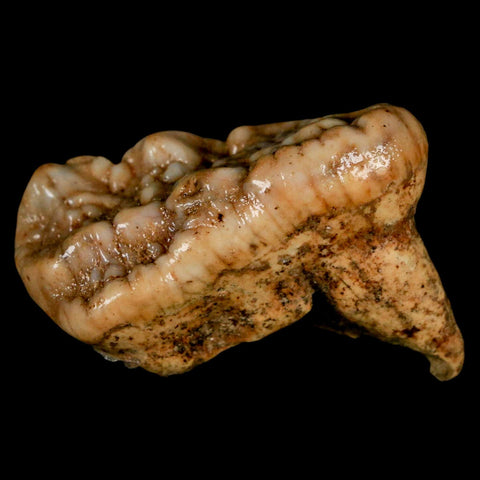 1.9" Extinct Cave Bear Ursus Spelaeus Molar Tooth Rooted Pleistocene Age COA - Fossil Age Minerals