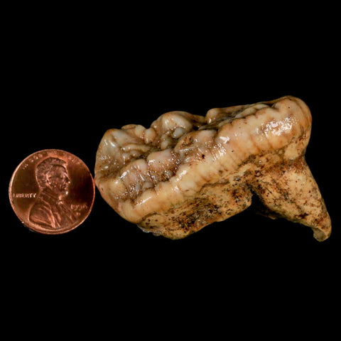 1.9" Extinct Cave Bear Ursus Spelaeus Molar Tooth Rooted Pleistocene Age COA - Fossil Age Minerals