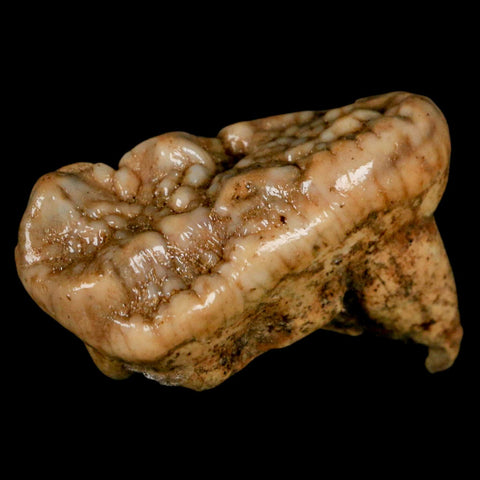 1.9" Extinct Cave Bear Ursus Spelaeus Molar Tooth Rooted Pleistocene Age COA - Fossil Age Minerals