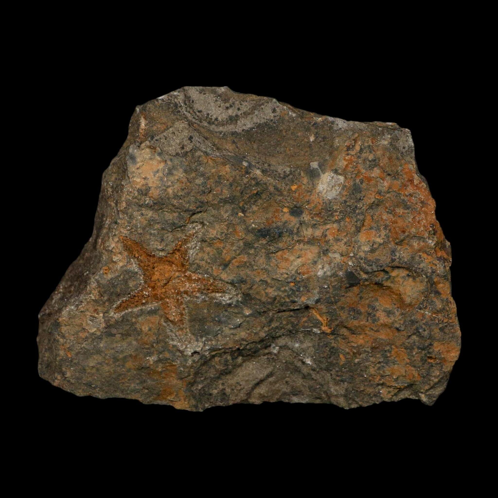 30MM Brittle Star Petraster Starfish Fossil Ordovician Age Blekus Morocco COA - Fossil Age Minerals