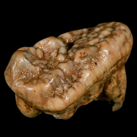 1.9" Extinct Cave Bear Ursus Spelaeus Molar Tooth Rooted Pleistocene Age COA - Fossil Age Minerals