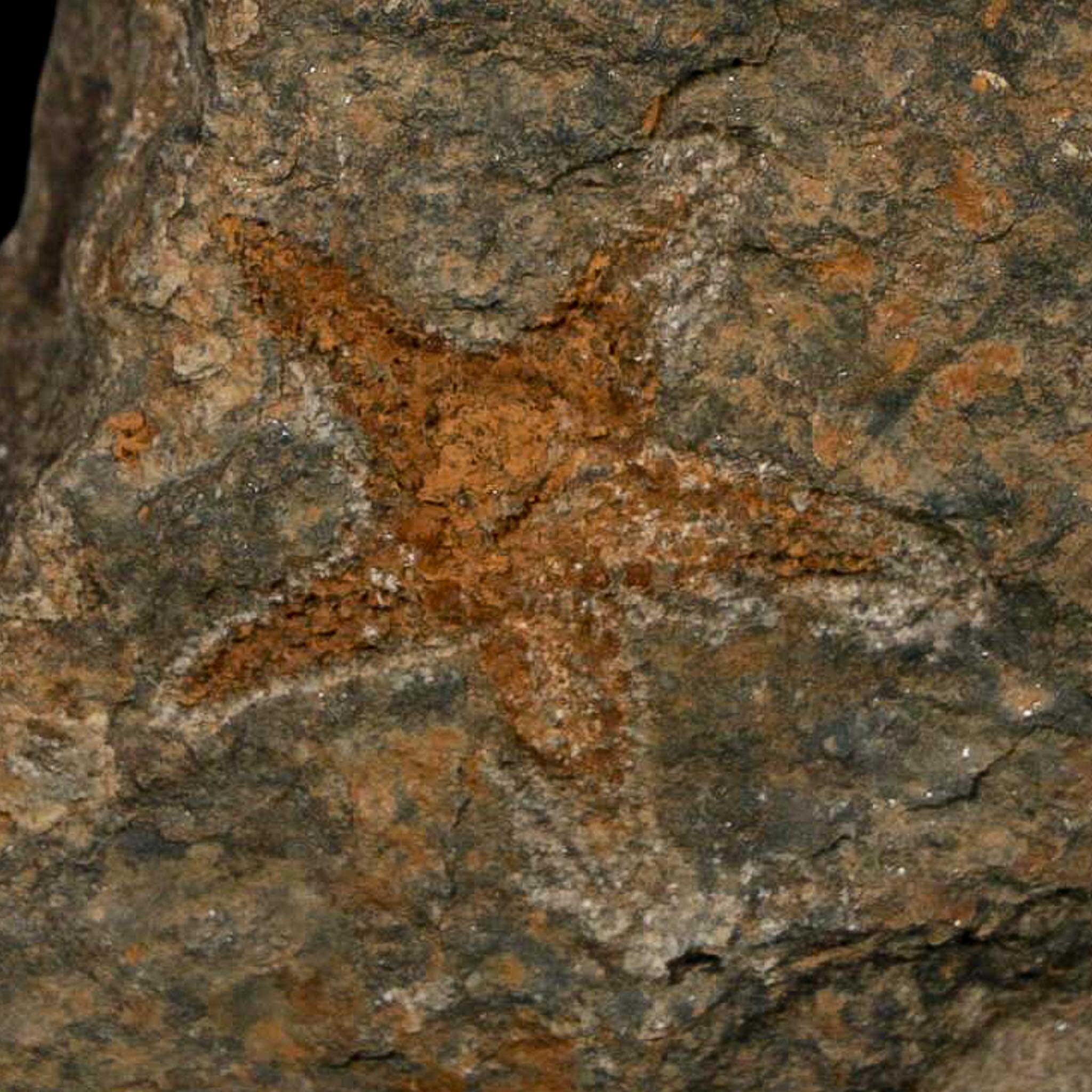 30MM Brittle Star Petraster Starfish Fossil Ordovician Age Blekus Morocco COA - Fossil Age Minerals