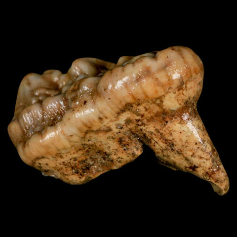 1.9" Extinct Cave Bear Ursus Spelaeus Molar Tooth Rooted Pleistocene Age COA - Fossil Age Minerals