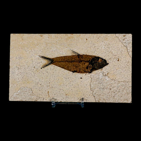 3.8" Knightia Eocaena Fossil Fish Green River FM Wyoming Eocene Age COA & Stand