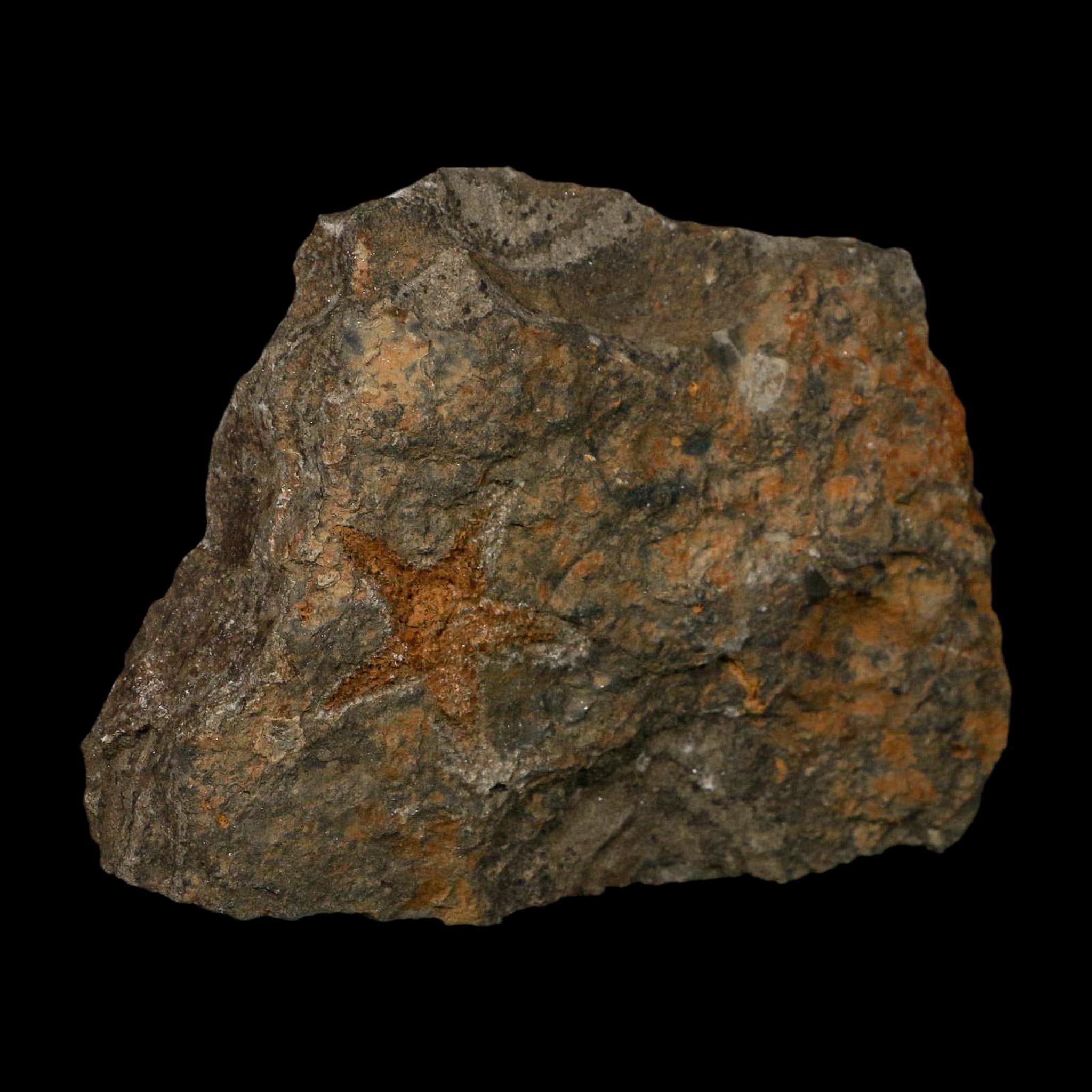 30MM Brittle Star Petraster Starfish Fossil Ordovician Age Blekus Morocco COA - Fossil Age Minerals