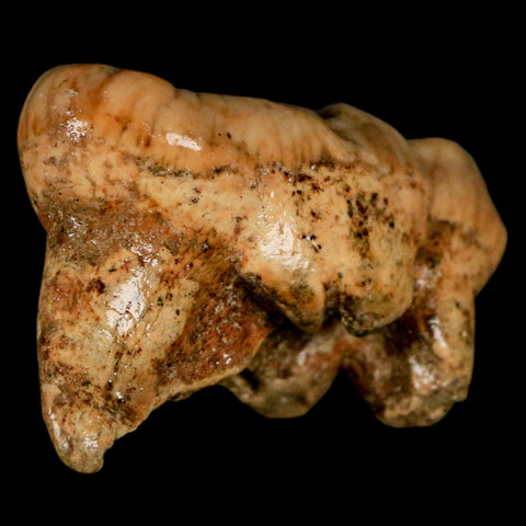 1.9" Extinct Cave Bear Ursus Spelaeus Molar Tooth Rooted Pleistocene Age COA - Fossil Age Minerals