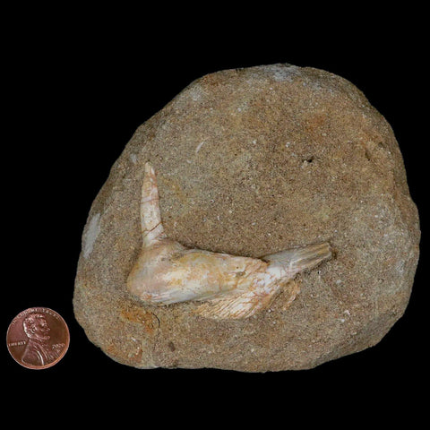 2.3" Saber Toothed Herring Fossil Fang Tooth Enchodus Libycus Cretaceous Age - Fossil Age Minerals