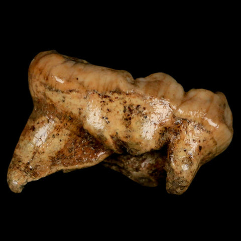 1.9" Extinct Cave Bear Ursus Spelaeus Molar Tooth Rooted Pleistocene Age COA - Fossil Age Minerals