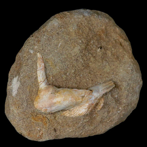 2.3" Saber Toothed Herring Fossil Fang Tooth Enchodus Libycus Cretaceous Age - Fossil Age Minerals