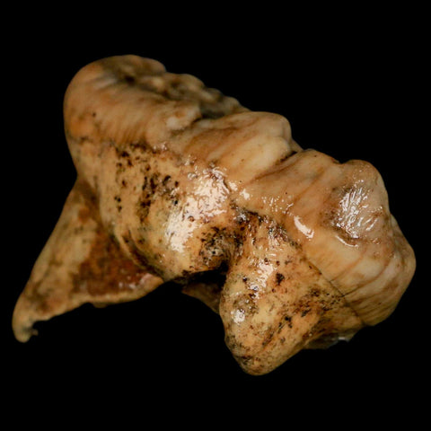 1.9" Extinct Cave Bear Ursus Spelaeus Molar Tooth Rooted Pleistocene Age COA - Fossil Age Minerals
