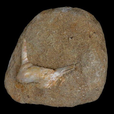 2.3" Saber Toothed Herring Fossil Fang Tooth Enchodus Libycus Cretaceous Age - Fossil Age Minerals