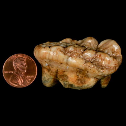 1.9" Extinct Cave Bear Ursus Spelaeus Molar Tooth Rooted Pleistocene Age COA - Fossil Age Minerals