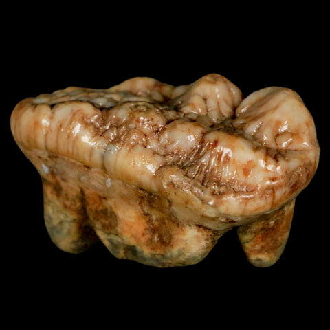 1.9" Extinct Cave Bear Ursus Spelaeus Molar Tooth Rooted Pleistocene Age COA - Fossil Age Minerals