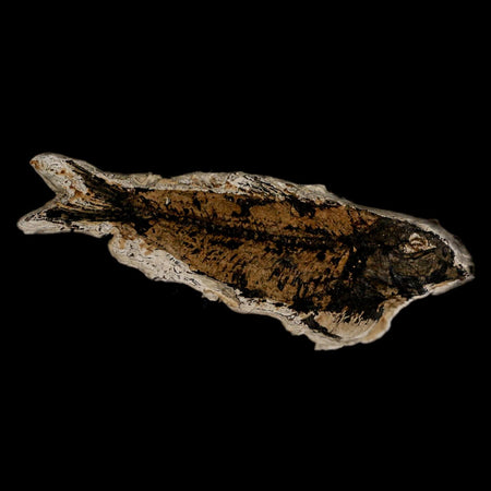 XL 4.1" Knightia Eocaena Fossil Fish Green River FM Wyoming Eocene Age COA & Stand